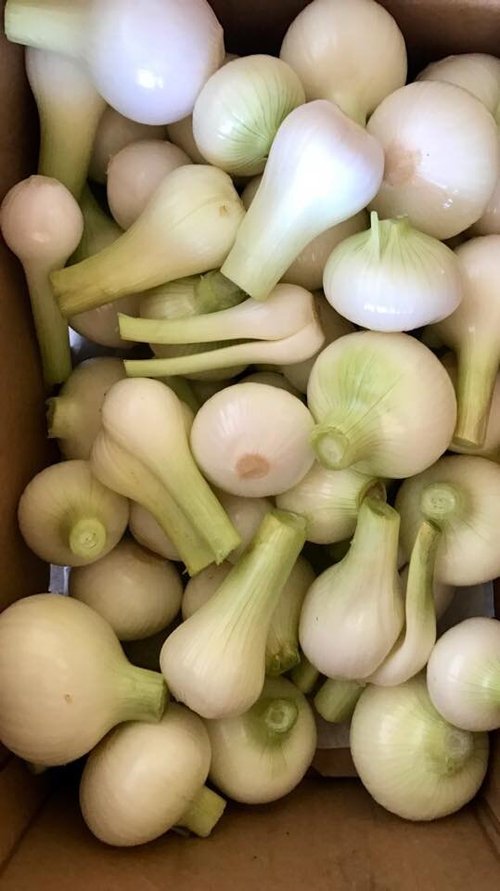 17903943_279243779189257_7073210374387119883_n Fresh white onions in a cardboard box, showcasing a variety of sizes and shapes, ideal for cooking and garnishing.