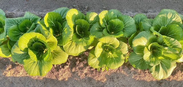 Row of vibrant green lettuce plants growing in well-tended soil, showcasing healthy leaves and a thriving agricultural environment.