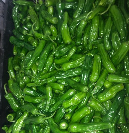 Ben+Wells+Produce-+Ben+Wells+-+0D23DC8F-AD79-446D-832B-9AE5B9CBBC83 A vibrant display of fresh, green shishito peppers piled together, showcasing their glossy texture and elongated shape, ideal for cooking and garnishing dishes.