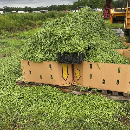Ben+Wells+Produce-+Ben+Wells+-+27073CF9-B5AA-4454-B9D3-CB5F0C280BFC Harvested green beans piled in large cardboard boxes on a pallet in a field, with some beans scattered on the ground.