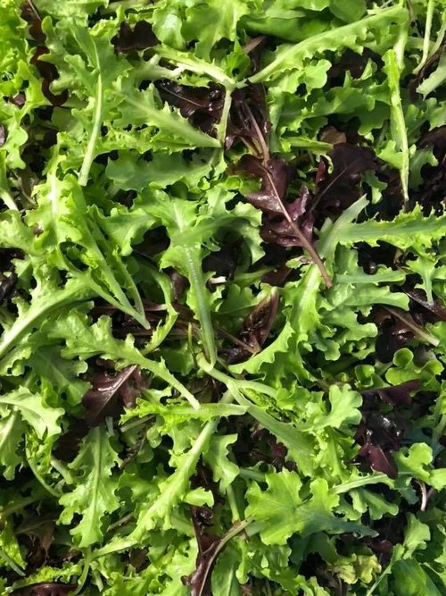 Ben+Wells+Produce-+Ben+Wells+-+40AB9745-8282-4D36-9CB2-100926ED499F Fresh mixed salad greens featuring vibrant green and red leaf varieties, ideal for healthy salads and garnishes.