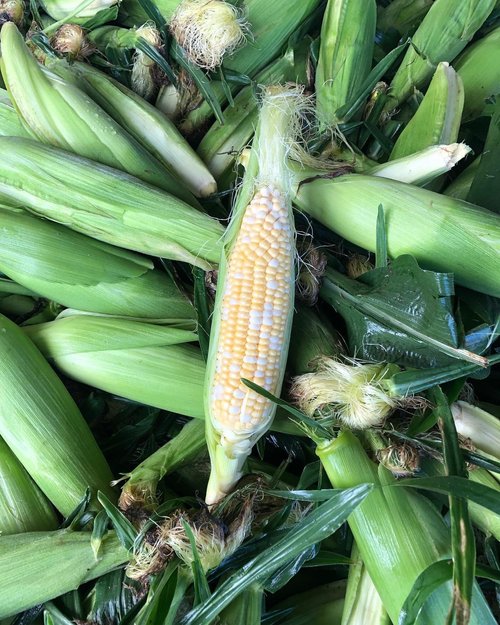 Ben+Wells+Produce-+Ben+Wells+-+5D8F66A7-DB0A-438C-9C93-75E72762CFD6 (1) Fresh corn on the cob surrounded by green husks and leaves, showcasing ripe kernels in a natural farm setting.