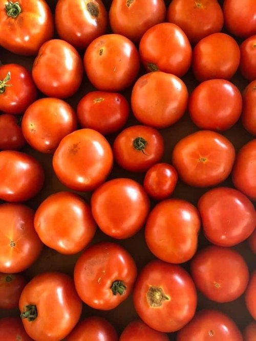 Ben+Wells+Produce-+Ben+Wells+-+65CCB9E4-A480-4FC9-8962-09FCB848CDAA A vibrant assortment of ripe red tomatoes of various sizes, showcasing their smooth skin and fresh appearance, ideal for salads, sauces, or cooking.