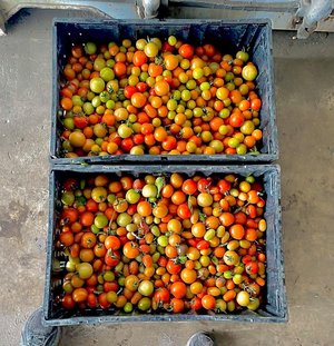 Baskets filled with a variety of ripe and unripe tomatoes, showcasing a mix of red, orange, and green colors, arranged neatly on a flat surface.