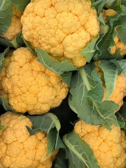 Ben+Wells+Produce-+Ben+Wells+-+BE43E397-2111-445C-AAAC-C9D4DF933FE1 Fresh yellow cauliflower heads surrounded by green leaves, showcasing their vibrant color and texture. Ideal for healthy recipes and cooking ideas.