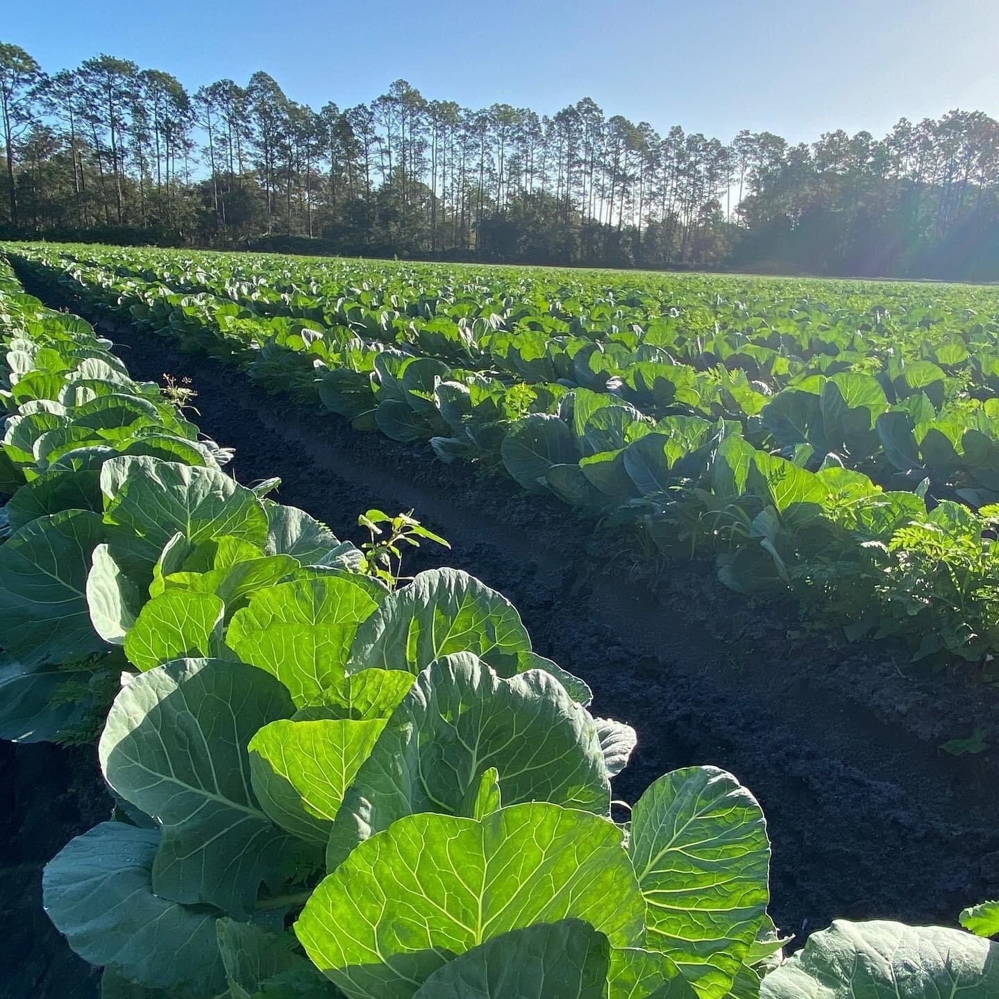 Lush green cabbage plants growing in a sunlit field with rows of crops and a backdrop of tall trees under a clear blue sky.