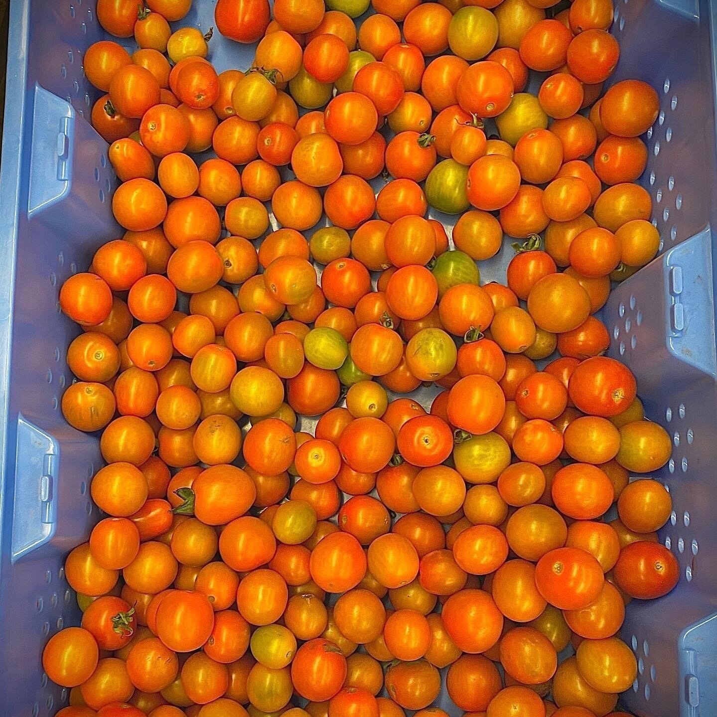 A large collection of bright orange tomatoes piled in a blue plastic bin, showcasing various sizes and shades of orange and yellow, ideal for fresh salads or cooking.